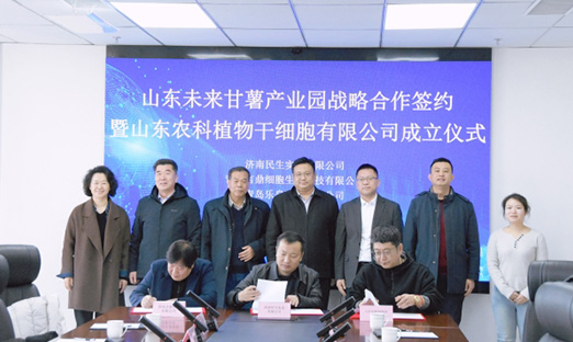 聚力种业创新，共筑薯业将来 | 新葡的京集团350vip8888集团携手战术同伴，共建“山东将来番薯产业园”